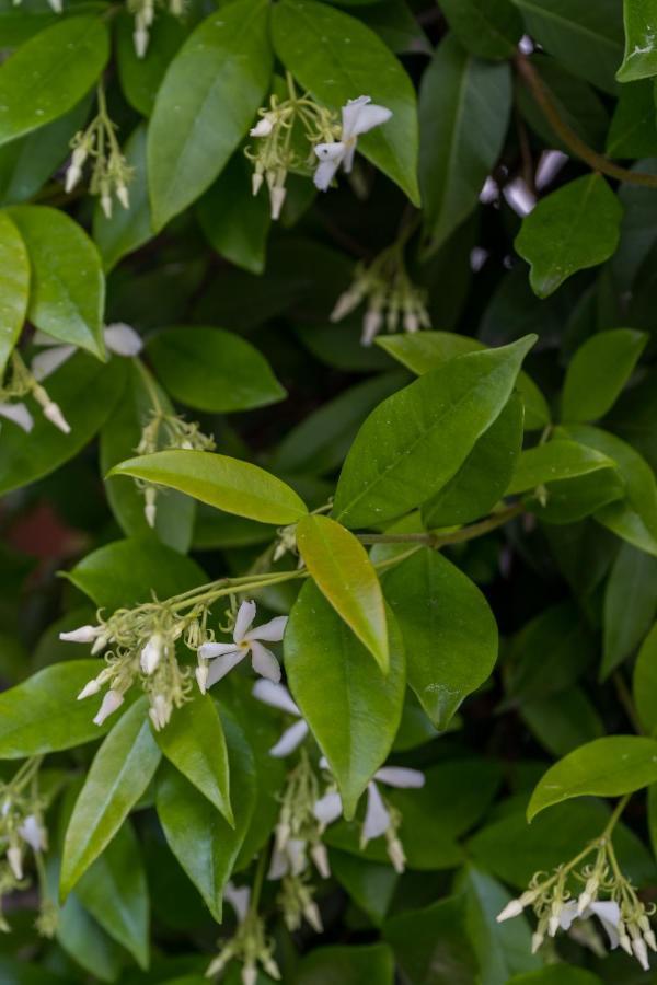 Rosa Cesenatico
